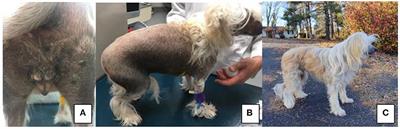 Case Report: Disorder of Sexual Development in a Chinese Crested Dog With XX/XY Leukocyte Chimerism and Mixed Cell Testicular Tumors